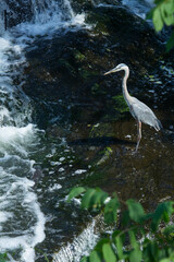 Wall Mural - Great blue heron wading in Broad Brook, Connecticut.