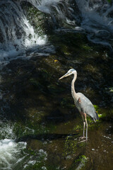 Wall Mural - Great blue heron wading in Broad Brook, Connecticut.