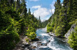 A mountain river flows in a coniferous forest. Rocky path along the river. Trail leads to Garibaldi Lake in Canada on a bright sunny day