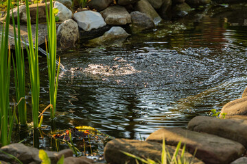 Small garden pond with stone shores and many decorative evergreens. Selective focus. Evergreen spring landscape garden. In foreground ostrich fern. Nature concept for design.