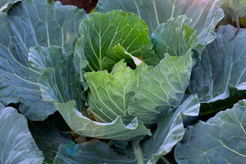 Fresh green cauliflower or Cabbage plant growing in a vegetable garden