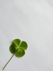 four leaf clover