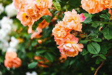 Beautiful Orange Rose Bush Close Up. Blooming Roses Close Up Photo.