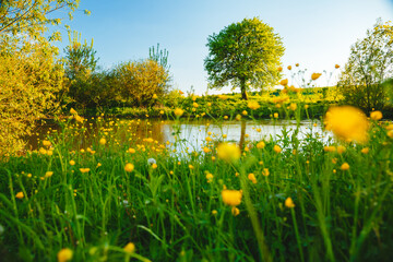 Canvas Print - Spring meadow with tree on the edge of the shore. Location place river Seret, Ukraine.