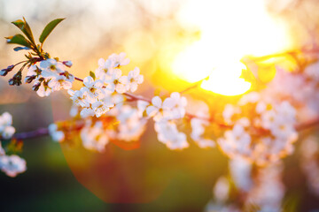 Fotobehang - Attractive photo of blossoming tree brunch with white flowers on bokeh background in sunny day.