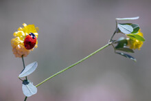 Red Tiny Ladybug On Yellow Wild Flower.