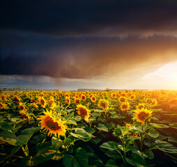 Poster - Scenic image of ominous stormy clouds over field with yellow sunflowers.