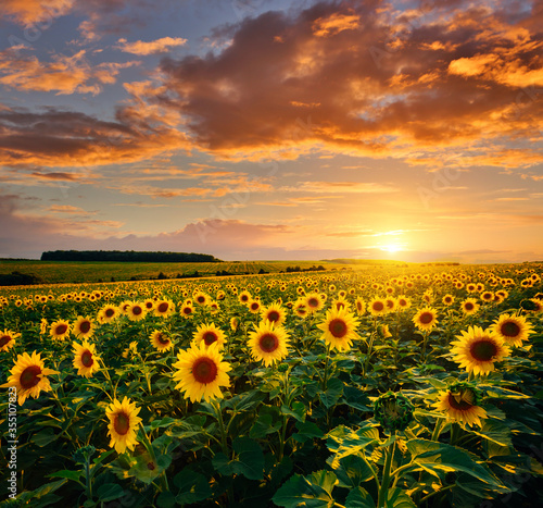 Papier Peint - Picturesque scene of vivid yellow sunflowers in the evening. Location place Ukraine, Europe.