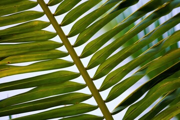 Wall Mural - green leaves background