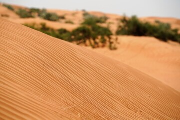 Wall Mural - sandy ripples in the desert