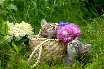 Two striped gray kittens in a wicker basket on green grass against the background of the flowers Carduus platypus and Sambucus. Postcard. Place for inscriptions. Present.