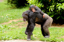 A Mother Chimpanzee Walking Along With A Cute Baby Riding On Its Back Sucking Its Thumb