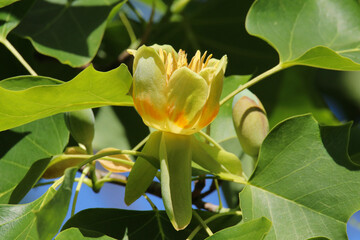 Wall Mural - Close up of orange and yellow flower of the Tulip Tree (Liriodendron Tulipifera) in the late spring sunshine