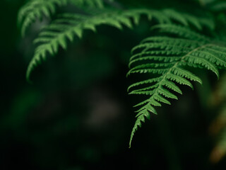 Wall Mural - Ferns are commonly grown as ornamental plants in the garden