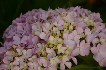 Closeup Of The Pink Flowers In A Cluster