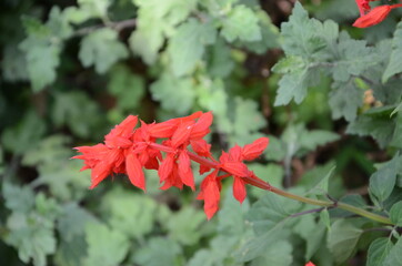 bell-shaped red-colored flowers