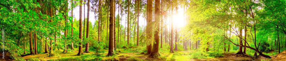 Obraz na płótnie Forest panorama with bright sun shining through the trees w salonie