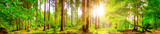 Fototapeta Las - Forest panorama with bright sun shining through the trees
