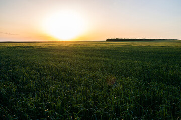 green field of unripe wheat in the rays of the setting sun