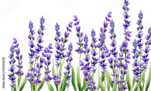 Lavender flowers on white background. Isolated background