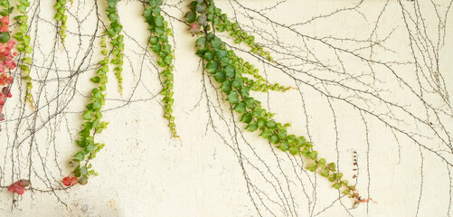 Wall Mural - Fall Ivy Creeper colorful leaves on a wall of a house