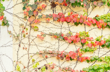 Wall Mural - Fall Ivy Creeper colorful leaves on a wall of a house