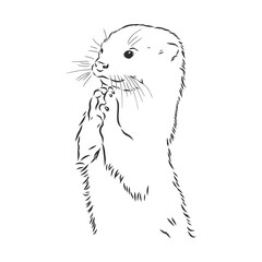 vector animal river common otter, otter, sea otter, vector sketch illustration