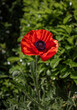 A freshly opened Red Poppy with a green background
