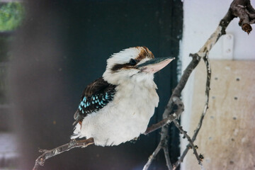 Laughing kookaburra, Australian bird, Dacelo novaeguineae on a tree
