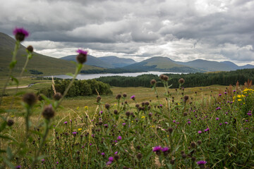 Loch Tulla with thistle flowers