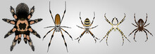 Set Of 4 Vector Spiders. From Left To Right: Redknee Tarantula, Nephila Golden Orb Weaver, Argiope Bruennichi, Argiope Lobata And Cross Spider.