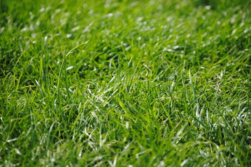 green grass background