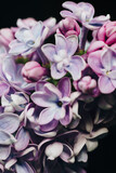 Fototapeta Kwiaty - close-up of lilac flowers on a black background