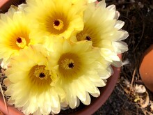 Beautiful Yellow Cactus Flower In Full Bloom