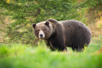 Wall Mural - territorial brown bear, ursus arctos, male looking into camera on glade with green grass in spring n
