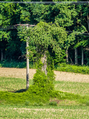 Canvas Print - Strommast im Feld