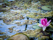 Auferblühte Seerose in einem verschmutzten Teich