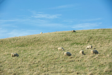 Wall Mural - Common view in the New Zealand - hills covered by green grass with sheep.