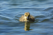 Baby Canada Goose Gosling Swims On Lake
