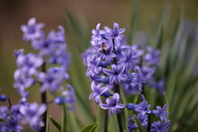 Blue Hyacinths Blooming In The Spring Garden