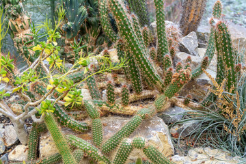 Poster - succulent plants and cacti