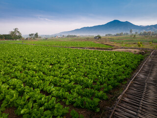 Wall Mural - Vegetable Beds in The Fields behind The Mountain