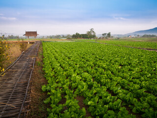 Wall Mural - Vegetable Beds in The Fields behind The Mountain