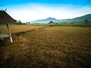 Wall Mural - Vegetable Beds in The Fields behind The Mountain