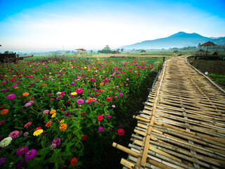 Wall Mural - Flower Beds and Vegetable Beds in The Fields behind The Mountain