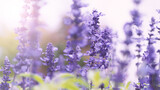 Fototapeta Lawenda - Lavender flowers purple color and sunset light flare to camera which represent fragrance for relaxing mood and shoot from summer in Furano prefecture north part of Hokkaido Japan