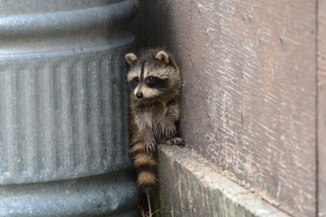 Poster - Baby raccoon explores barn yard