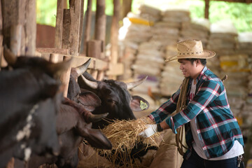 Asian people wear smiles in cow cows. Farmers tend to feed ideas: people and animals. A young man or a farmer raising Wagyu cows is a cow at Wagyu Cow Farm, an industrial farm.