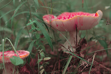Amanita Pair In The Forest In The Grass