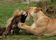 Lioness eating a wildebeest kill at Masai Mara, Kenya